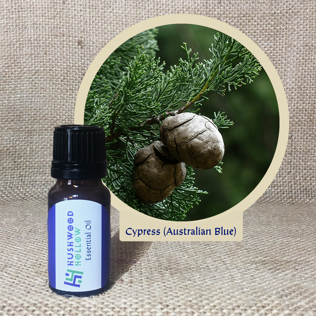 Cypress (Australian Blue) - 20% perfumery tincture