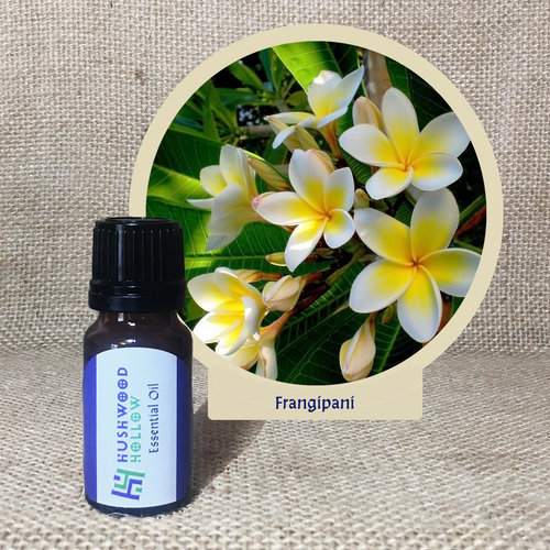 Frangipani 100% - Pure Therapeutic Grade Essential Oil - Hushwood Hollow