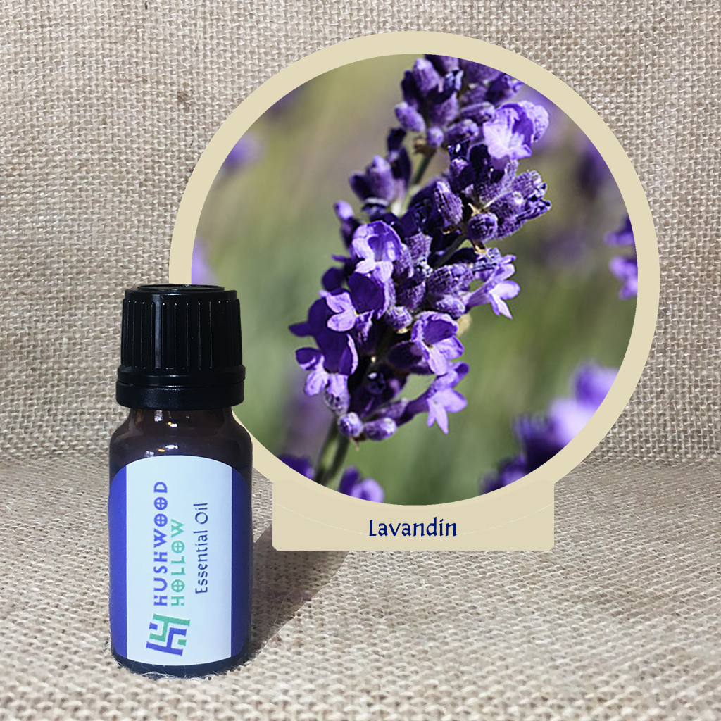 Lavandin - Pure Therapeutic Grade Essential Oil - Hushwood Hollow