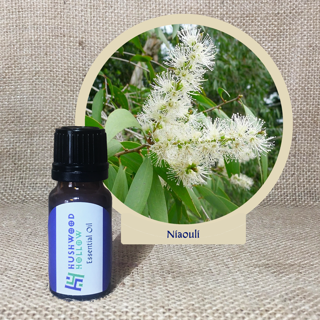 Niaouli - Pure Therapeutic Grade Essential Oil - Hushwood Hollow