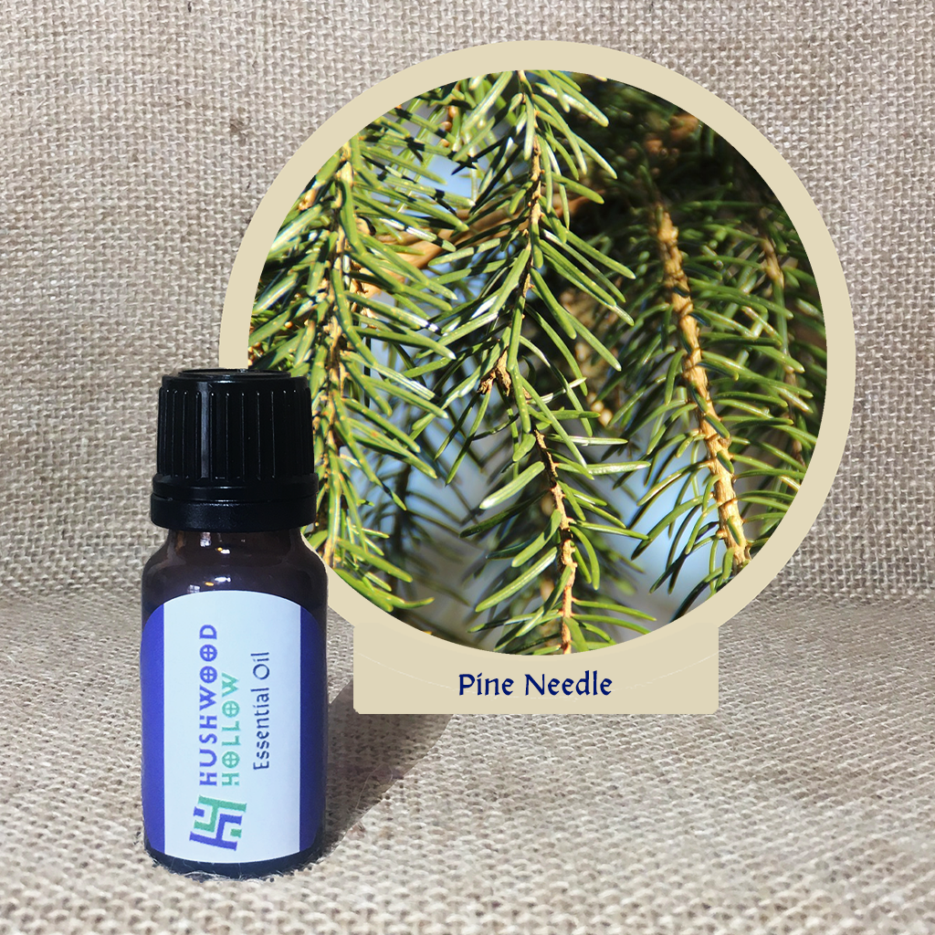 Pine Needle - Pure Therapeutic Grade Essential Oil - Hushwood Hollow