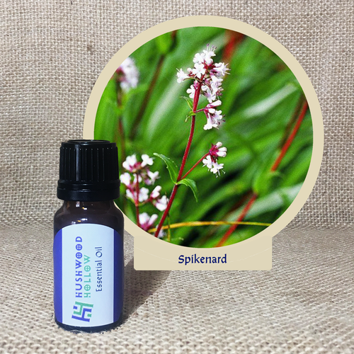 Spikenard - Pure Therapeutic Grade Essential Oil - Hushwood Hollow