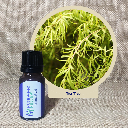 Tea Tree - Pure Therapeutic Grade Essential Oil - Hushwood Hollow