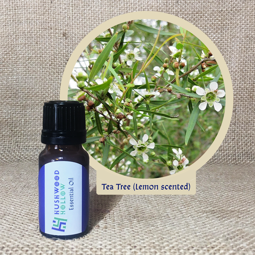 Tea Tree (lemon scented) - Pure Therapeutic Grade Essential Oil - Hushwood Hollow