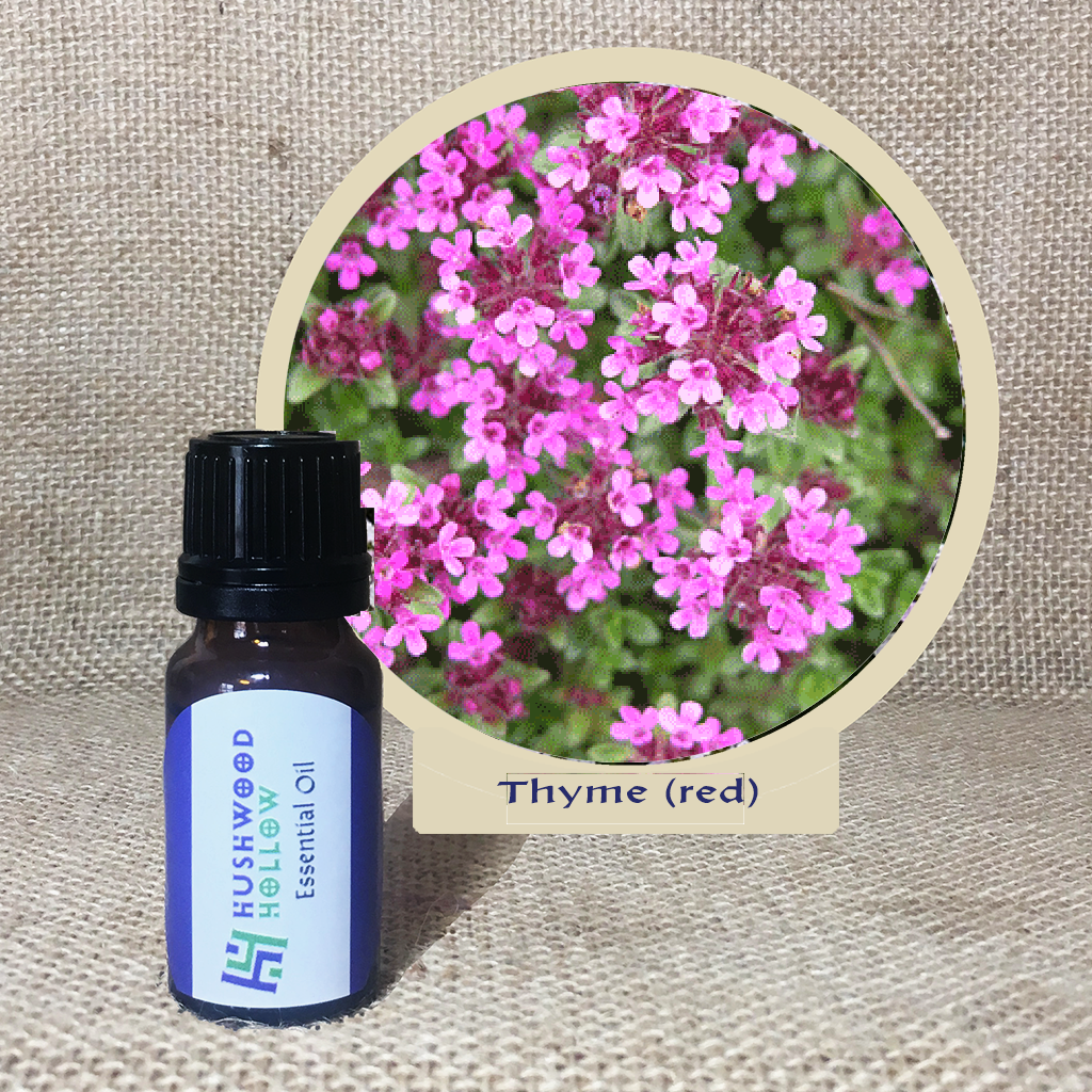 Thyme (red) - Pure Therapeutic Grade Essential Oil - Hushwood Hollow