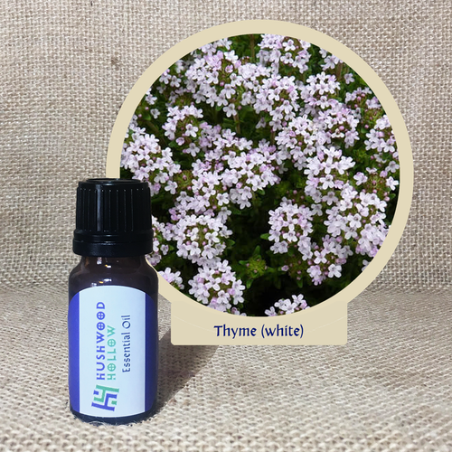 Thyme (white) - Pure Therapeutic Grade Essential Oil - Hushwood Hollow