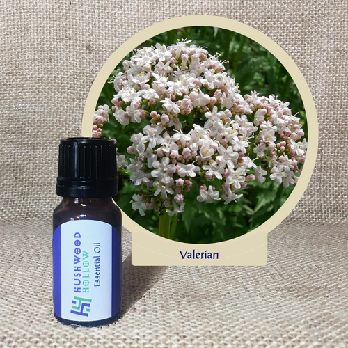 Valerian - Pure Therapeutic Grade Essential Oil - Hushwood Hollow