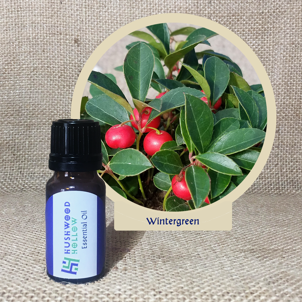 Wintergreen - Pure Therapeutic Grade Essential Oil - Hushwood Hollow