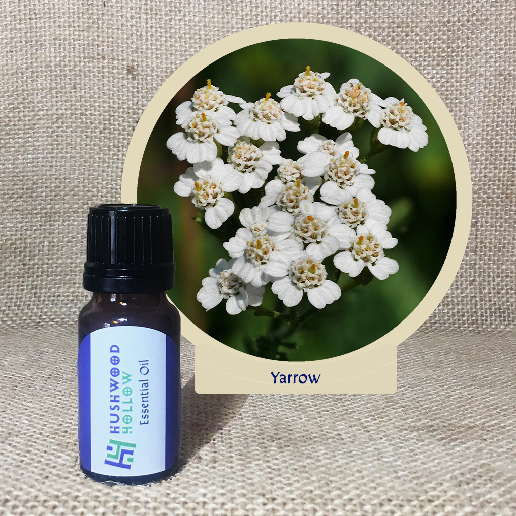 Yarrow 5% - Pure Therapeutic Grade Essential Oil - Hushwood Hollow
