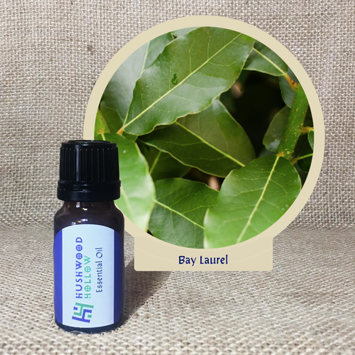 Bay Laurel - Pure Therapeutic Grade Essential Oil - Hushwood Hollow