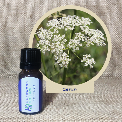 Caraway - Pure Therapeutic Grade Essential Oil - Hushwood Hollow