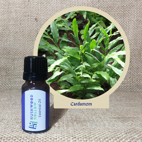 Cardamom - Pure Therapeutic Grade Essential Oil - Hushwood Hollow