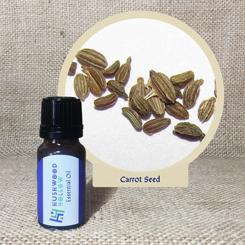 Carrot Seed 100% - Pure Therapeutic Grade Essential Oil - Hushwood Hollow