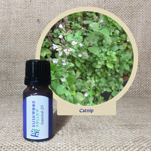 Catnip - Pure Therapeutic Grade Essential Oil - Hushwood Hollow