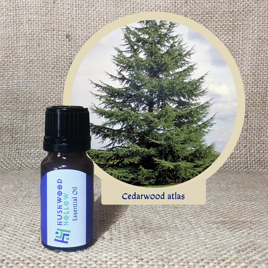 Cedarwood atlas - Pure Therapeutic Grade Essential Oil - Hushwood Hollow