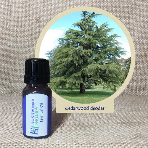 Cedarwood deodar - Pure Therapeutic Grade Essential Oil - Hushwood Hollow