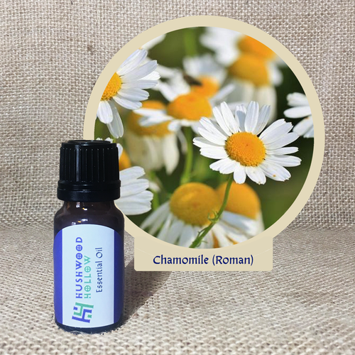 Chamomile Roman 100% - Pure Therapeutic Grade Essential Oil - Hushwood Hollow