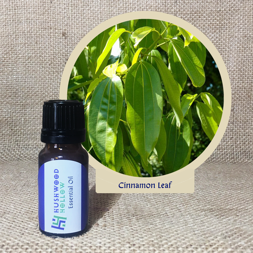 Cinnamon Leaf - Pure Therapeutic Grade Essential Oil - Hushwood Hollow
