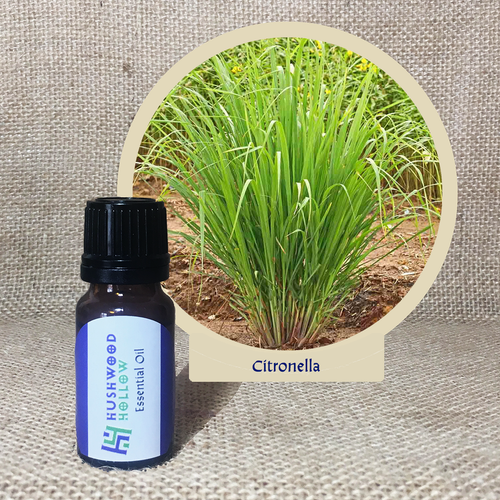 Citronella - Pure Therapeutic Grade Essential Oil - Hushwood Hollow