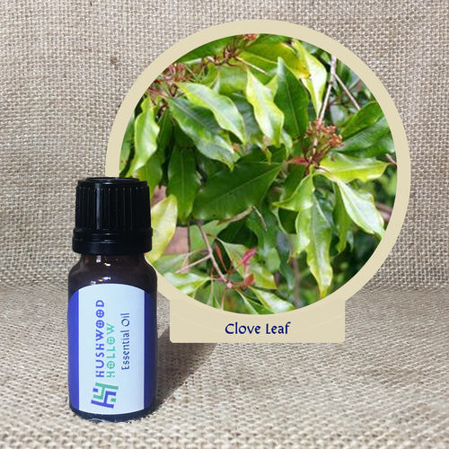 Clove Leaf - Pure Therapeutic Grade Essential Oil - Hushwood Hollow