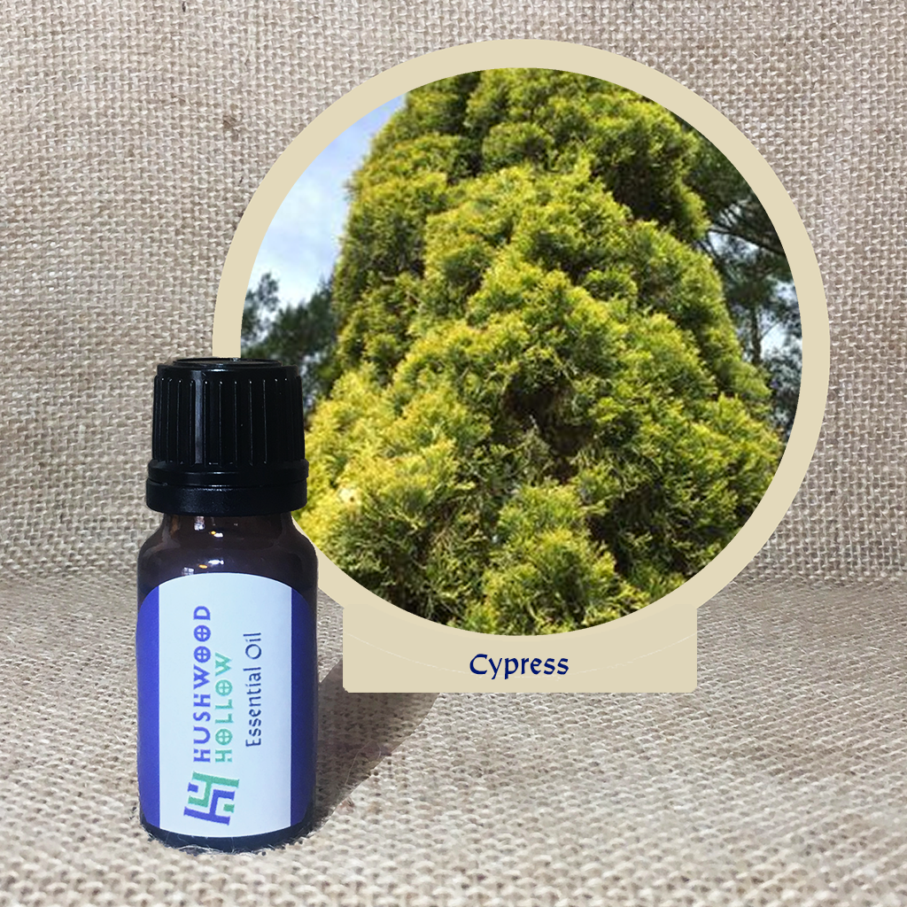 Cypress - Pure Therapeutic Grade Essential Oil - Hushwood Hollow