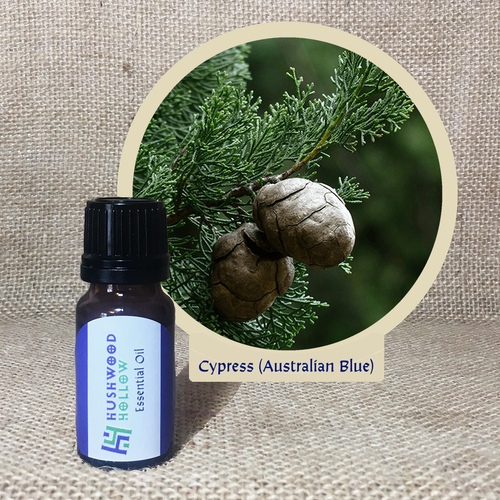 Cypress (Australian Blue) - Pure Therapeutic Grade Essential Oil - Hushwood Hollow
