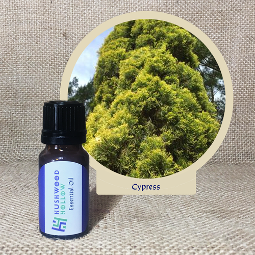 Cypress - 20% perfumery tincture