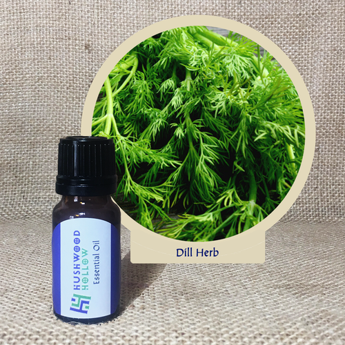Dill Herb - Pure Therapeutic Grade Essential Oil - Hushwood Hollow