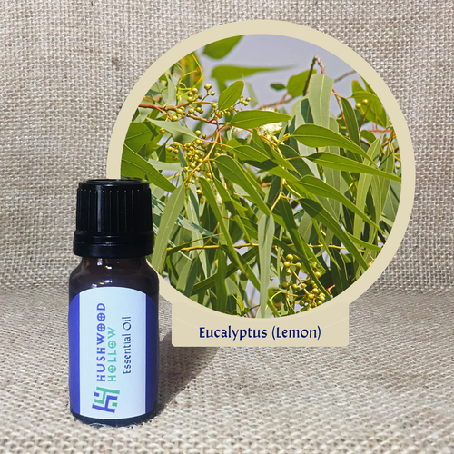 Eucalyptus (lemon) - Pure Therapeutic Grade Essential Oil - Hushwood Hollow
