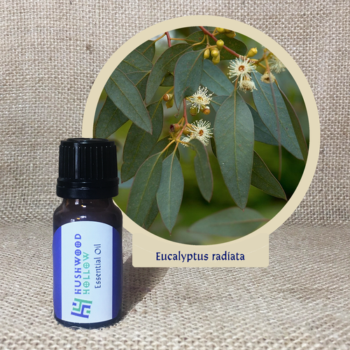 Eucalyptus radiata - Pure Therapeutic Grade Essential Oil - Hushwood Hollow