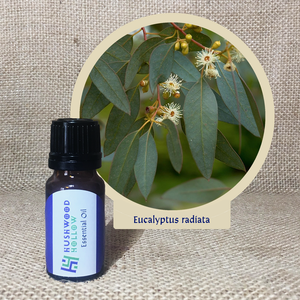 Eucalyptus radiata - 20% perfumery tincture