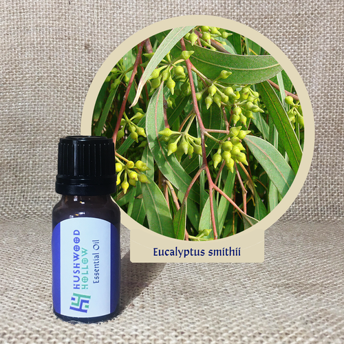 Eucalyptus smithii - Pure Therapeutic Grade Essential Oil - Hushwood Hollow