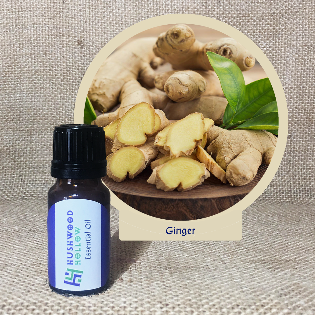 Ginger - Pure Therapeutic Grade Essential Oil - Hushwood Hollow