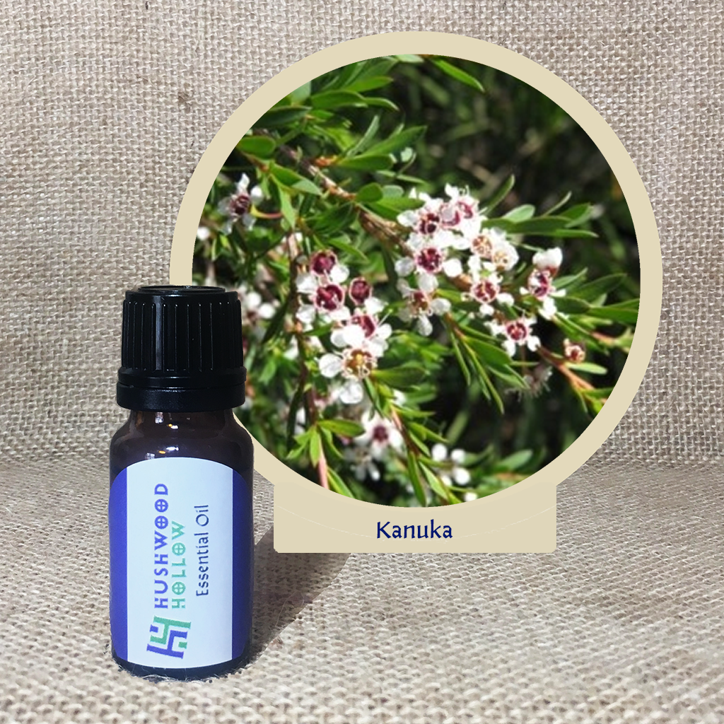 Kanuka - Pure Therapeutic Grade Essential Oil - Hushwood Hollow