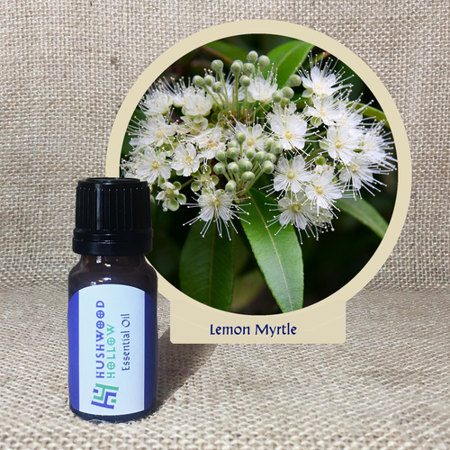 Lemon Myrtle - Pure Therapeutic Grade Essential Oil - Hushwood Hollow