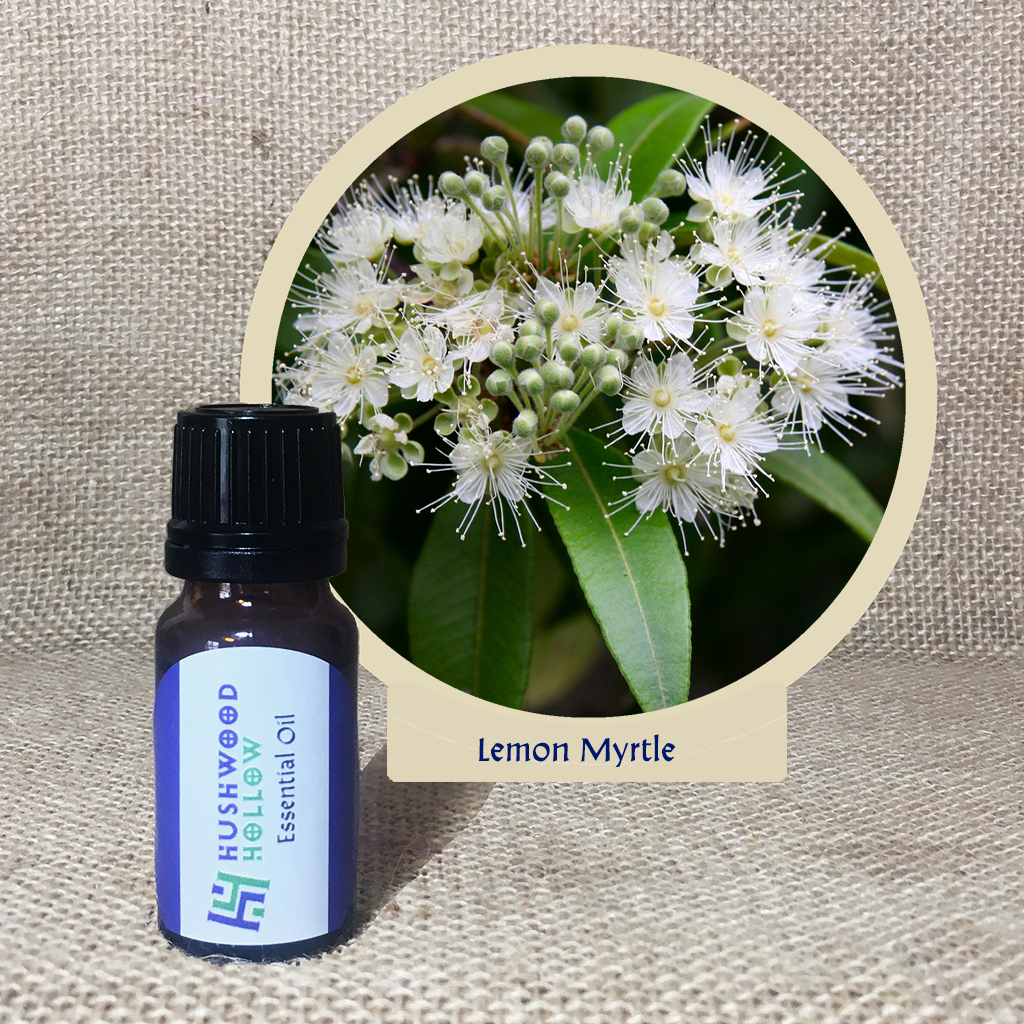 Lemon Myrtle - 20% perfumery tincture