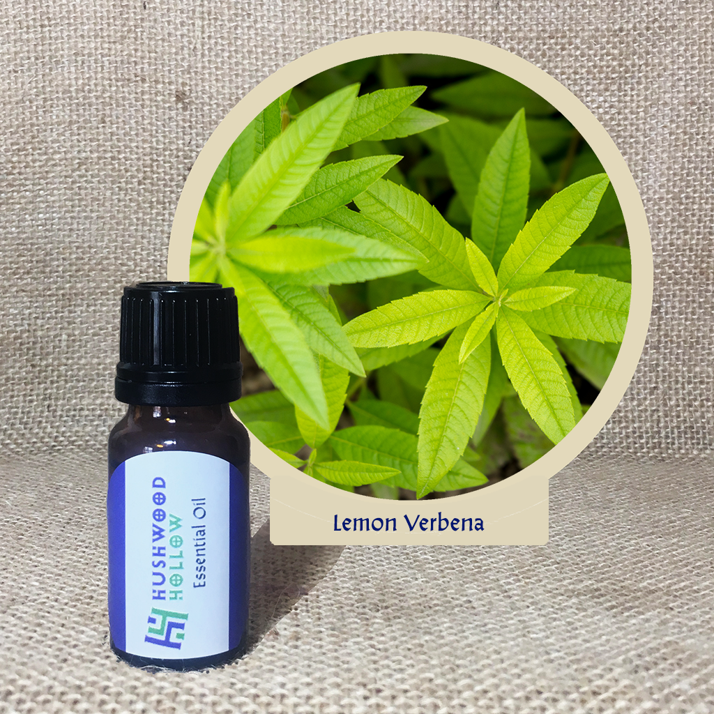 Lemon Verbena - Pure Therapeutic Grade Essential Oil - Hushwood Hollow