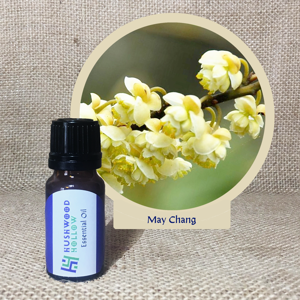 May Chang - Pure Therapeutic Grade Essential Oil - Hushwood Hollow